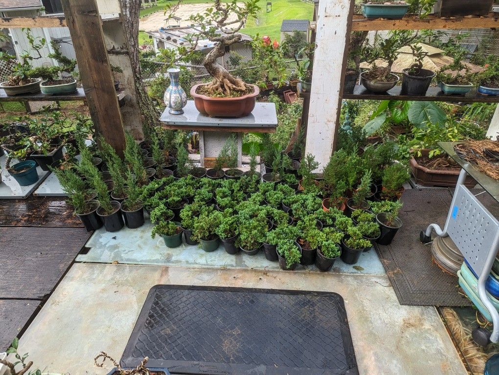 Affordable Bonsai plants for sale for Sale in Waimanalo, HI OfferUp