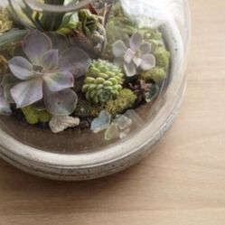terrarium 