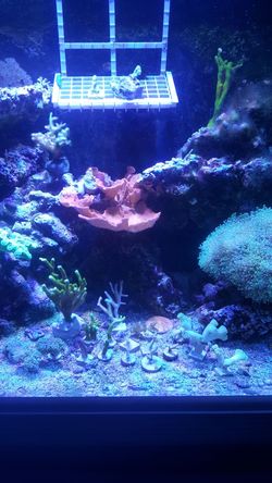 coral frags