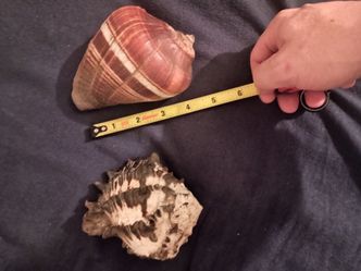Vintage sea shells