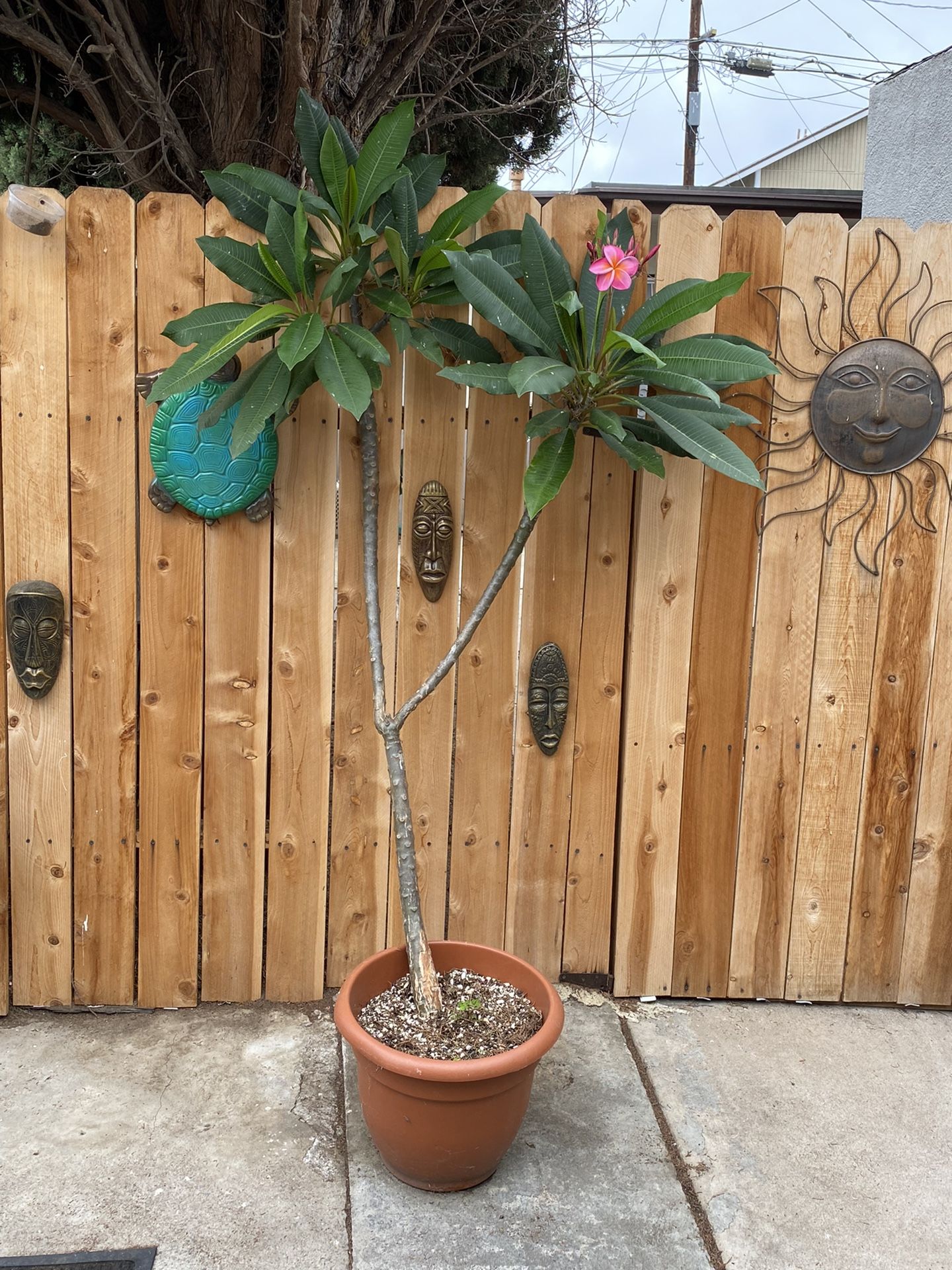 Plumeria 6ft. Tall (Blooming) for Sale in San Diego, CA OfferUp