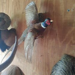 Pheasant