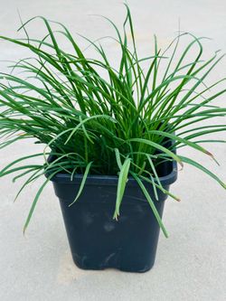 Chinese chives. Plants 🪴