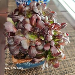Succulent Aeonium Crested Haloween