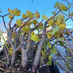 Big Jade Plant, Large Mature Plant, Succulents 