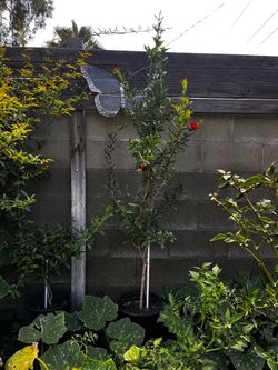 5’ Pomegranate tree Granada San Bernardino California