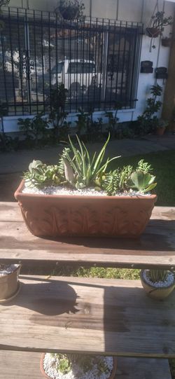 Suculentas  Mix