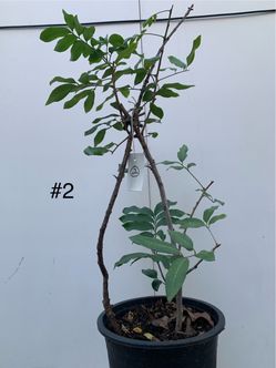 #2- Longan Tree 龍眼樹
