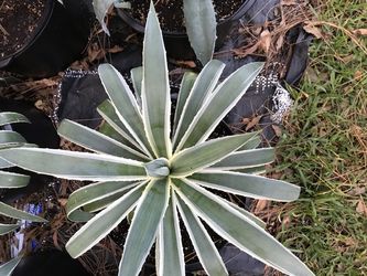 White Variegated Agave Cactus