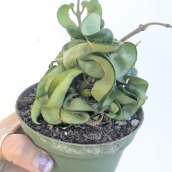 Hoya Compacta Hindu Rope Plant 4" Pot - Indoor House Plants