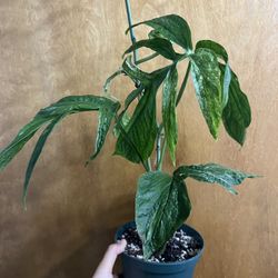 Variegated Amydrium 6”