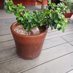   BEUTIFULL 🌳BONSAI TREE OLD  🏡💧🌳