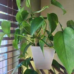Indoor Plants