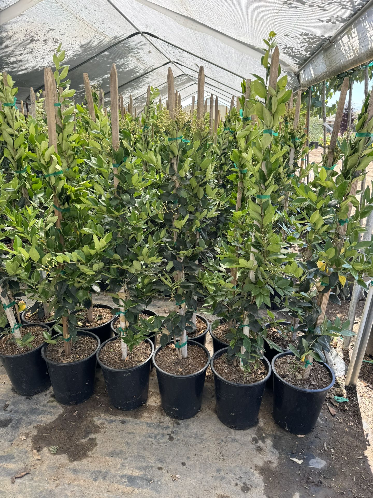 Waxleaf Privet Shrubs 5 Gal
