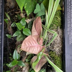 Bio Active Terrarium Plants + CLEAN UP