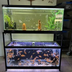 Fish Tank Aquarium 