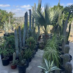 Wide Variety Of Cactus And Succulents Plants 