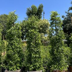 Ficus Nitida Indian Laurel Privacy Hedge