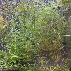 Pogostemon Stellatus Octopus aquarium plant for sale