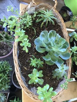 Succulent arrangements