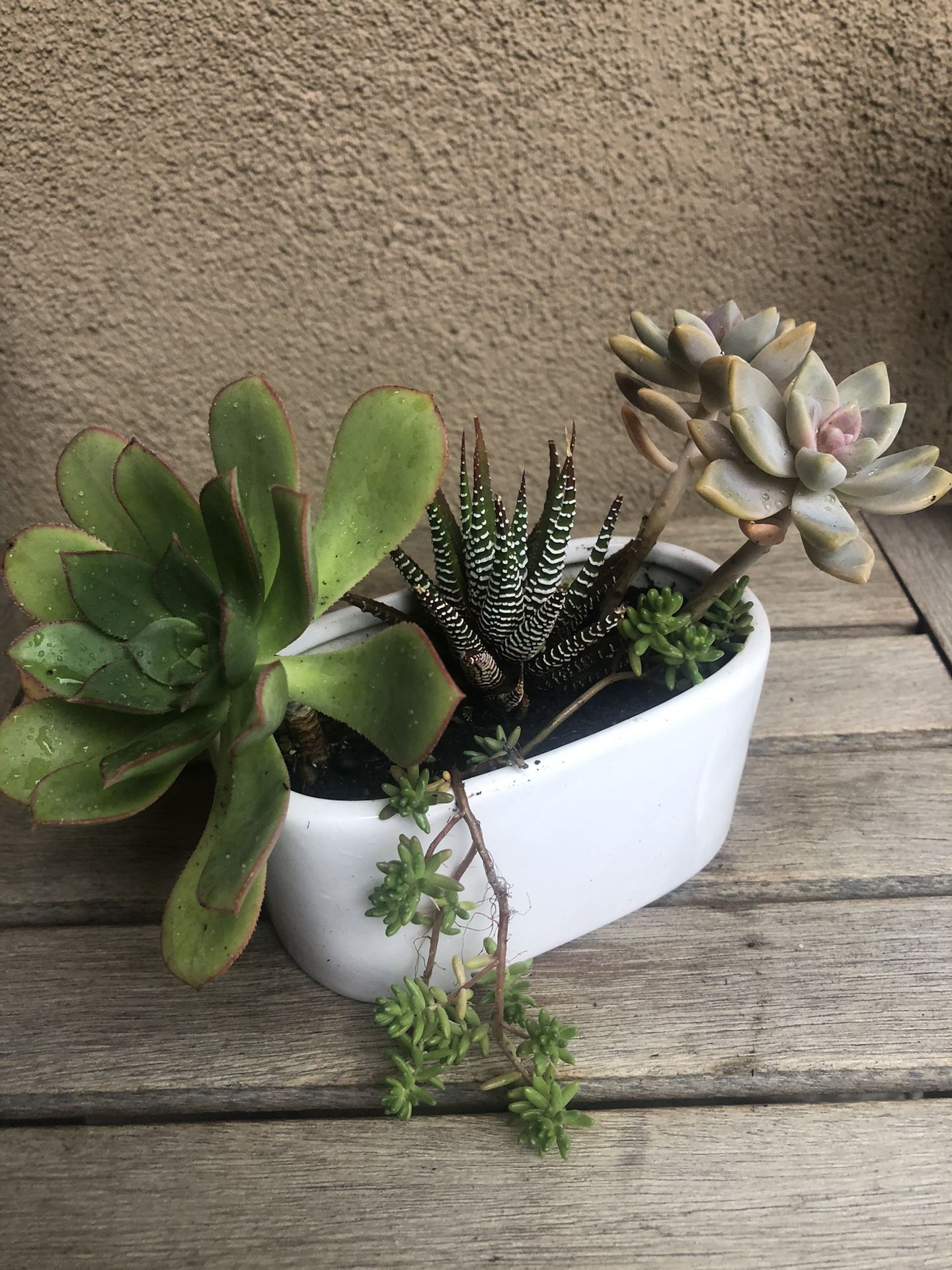 Succulent Arrangement In Ceramic Pot 