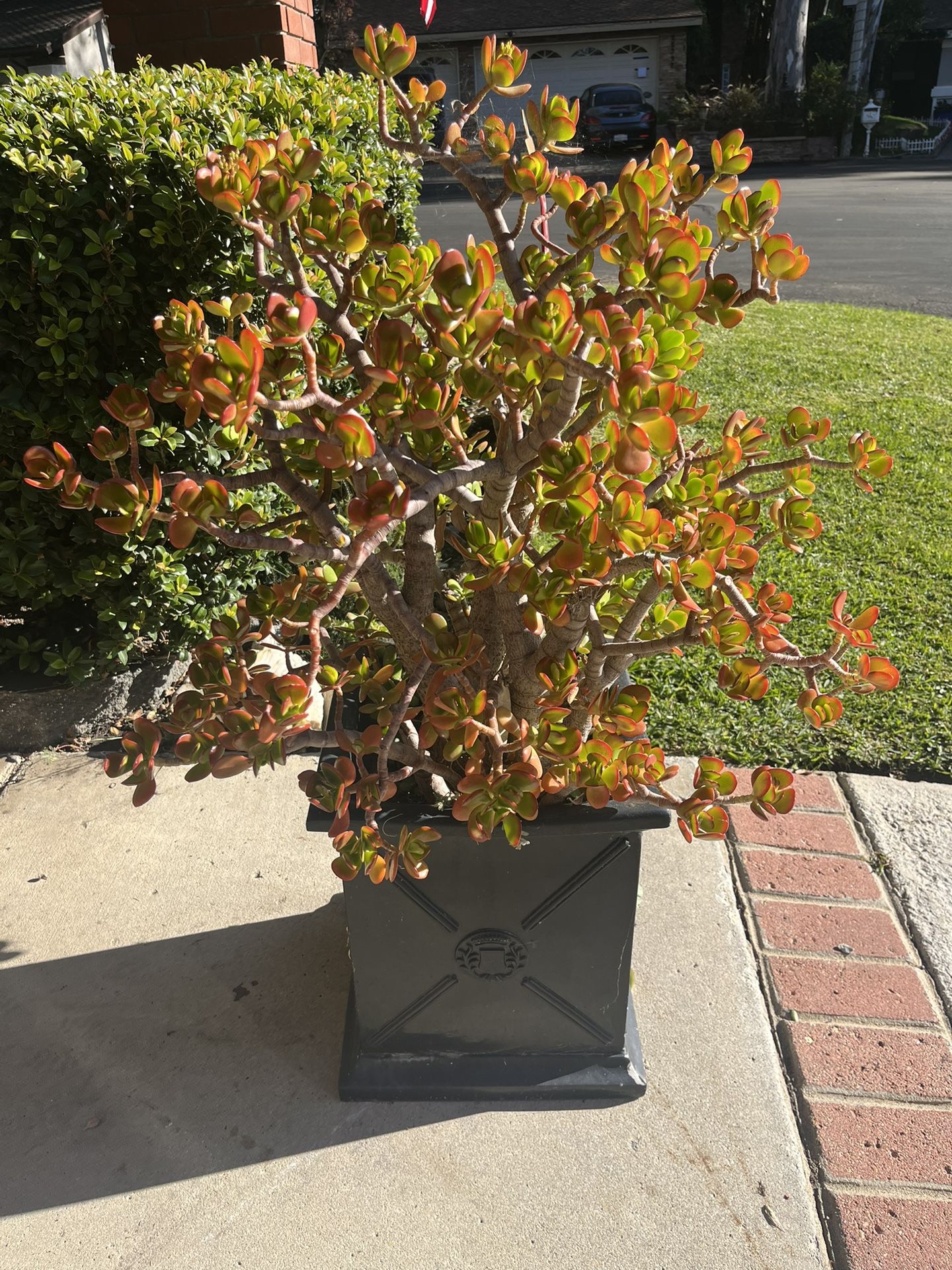 Two black planter boxes (Ballard designs) planted with succulents