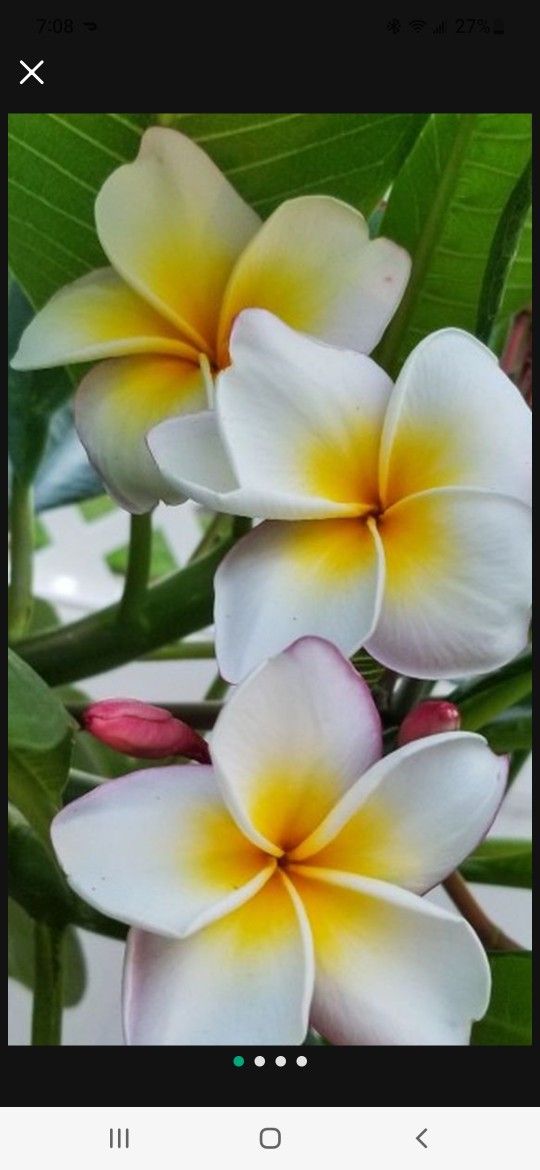 Plumerias Rooted Ready To Plant for Sale in Los Angeles, CA OfferUp