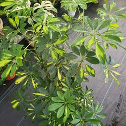 Scheffera Veregeate Plant Also Known As a  Humbrela In a 10"pot 