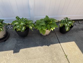 3 Hosta Perennial Plants