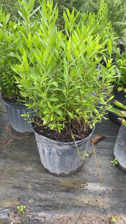 Tarragon - 3 Gallons