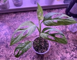 Monstera Adansonii Indo mint