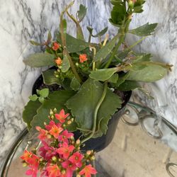 HERMOSAS PLANTAS NATURALES “KALANCHOE PLANT 