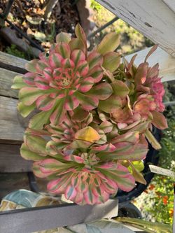 Pink Succulent Plant 