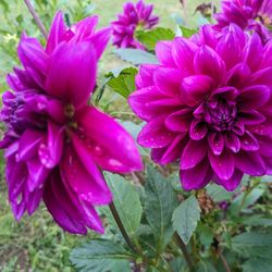 Dahlia Tubers For Sale 