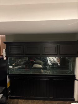 Fish aquarium Fish aquarium