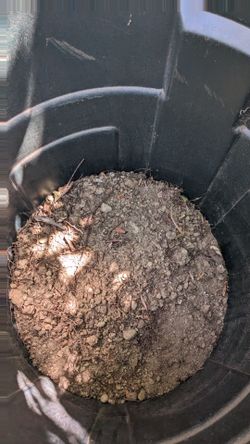 Dirt - Free