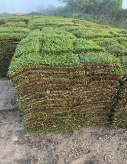 Grass Pallets