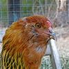 🐓🐔🐤