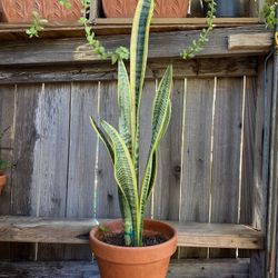 IndoorMother-in-Law or Snake Plant