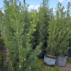 Podocarpus Over 6 Feet Tall Instant  Privacy  Hedge For Fence  Full Green Ready For Planting 