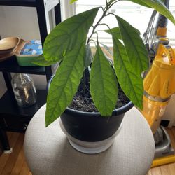 Avocado Plants