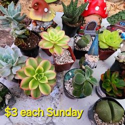 SUCCULENT AND PLANT SALE ON SUNDAY IN SAN LORENZO. STARTS AT 1PM 