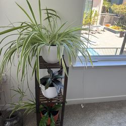 3 Tier Stand And Plants