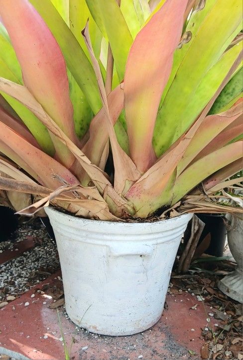 Large Antique Cement Planter With Drainage Home & Garden