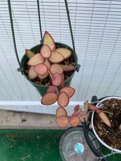 Hoya burtoniae