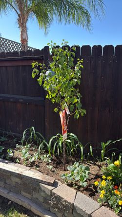 Apricot Blenheim 5 feet