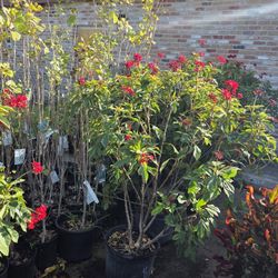 Jaltrafas 7gallones 5ft Tall 