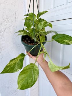Marble queen pothos in 8” hanging pot