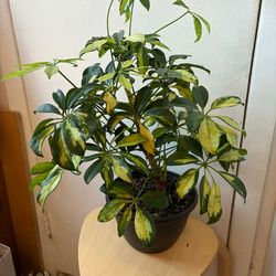 Variegated umbrella plant