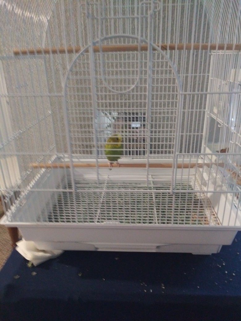 Young Female Parakeet